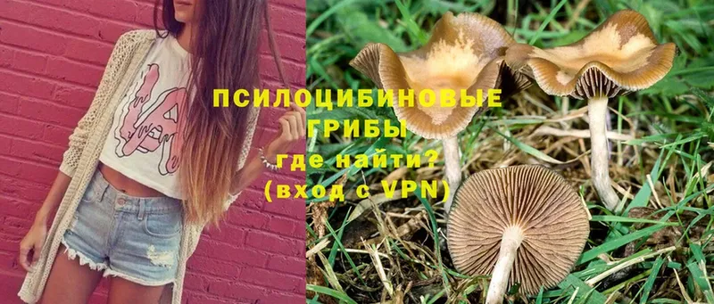 продажа наркотиков  Дудинка  Галлюциногенные грибы Psilocybe 